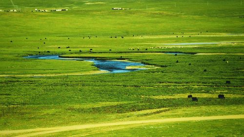 High angle view of grassy field