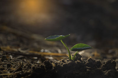 Close-up of plant growing on field