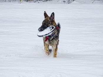 Dog on snowy field