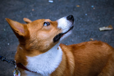 Close-up of dog