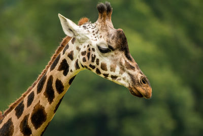 Close-up of giraffe