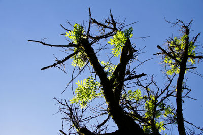 Low angle view of silhouette tree against clear blue sky