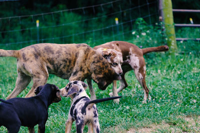 Herd of a dog on field