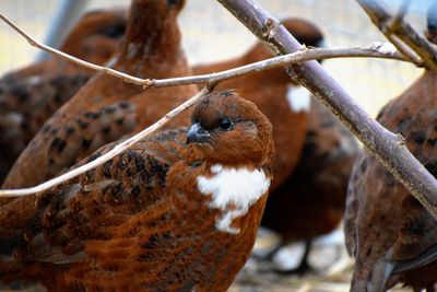 Close-up of bird perching 