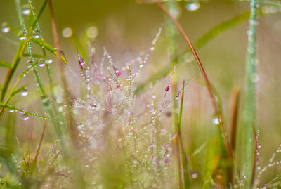 Close-up of wet plants in rainy season