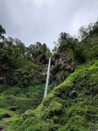 Low angle view of waterfall against trees in forest