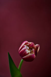 Close-up of pink tulip against colored background