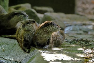 Two oriental small clawed otters 