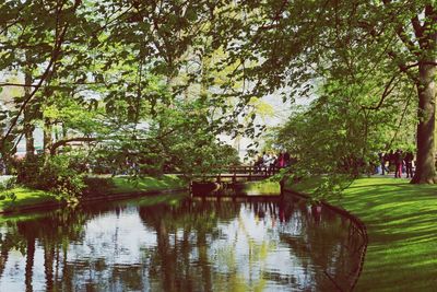 Reflection of trees in lake
