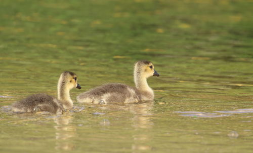 Duck swimming in lake