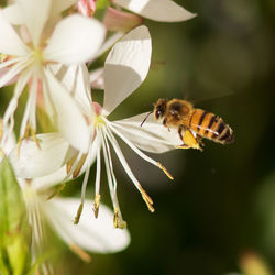 Close-up of bee on a white flower