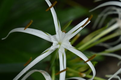 Close-up of white flowering plant