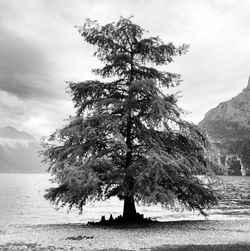 Tree by lake against sky