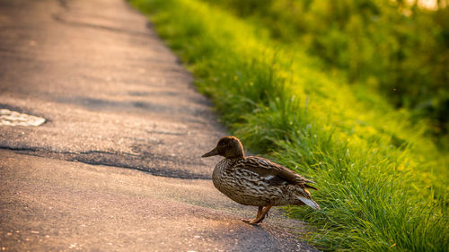 Bird on grass