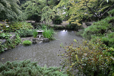 High angle view of river amidst trees in forest