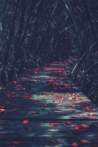 Close-up of tree in forest during autumn
