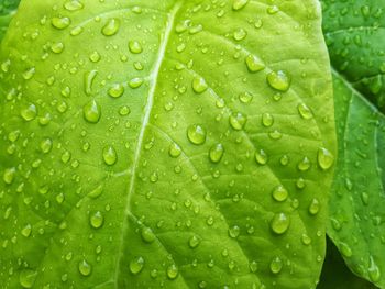 Close-up of wet leaves on rainy day