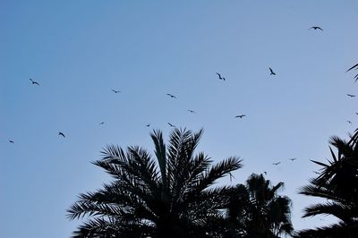 Low angle view of birds flying against clear sky