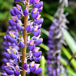 Close-up of purple lavender flowers