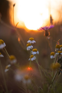 Close-up of yellow flowering plant