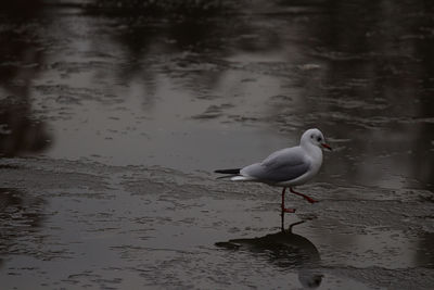 Bird on beach by lake