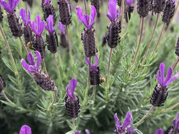 Close-up of insect on purple flowering plants