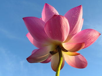 Low angle view of pink lotus plant against blue sky