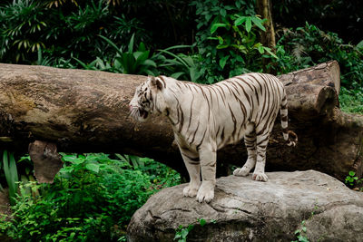Tiger in a zoo