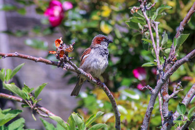 sparrow perching on an apple tree