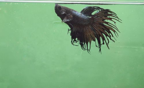 High angle view of turtle in sea