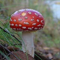 Close-up of fly agaric mushroom