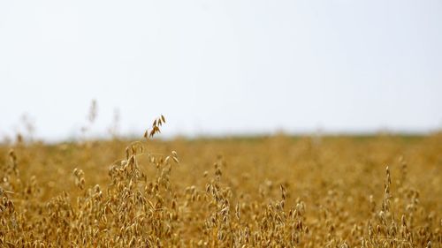 Crops growing on field against clear sky