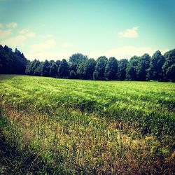 Scenic view of grassy field against sky