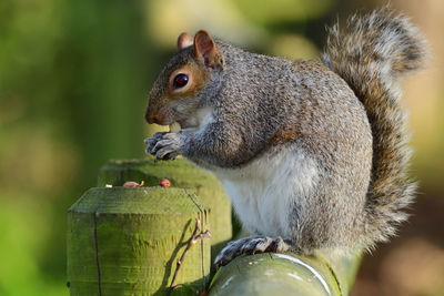 Grey squirrel eating a nut 