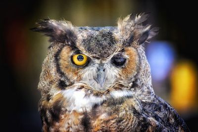 Close-up portrait of a great horned owl with cataract in the left eye 