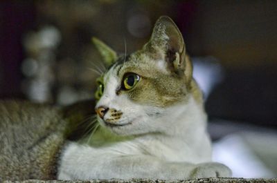 Close-up of cat looking away