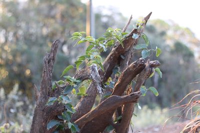 Close-up of lizard on tree trunk