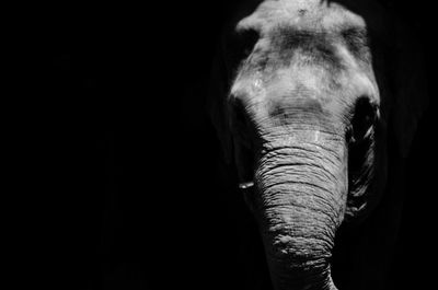 Close-up of elephant over black background