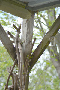 Low angle view of bird perching on tree