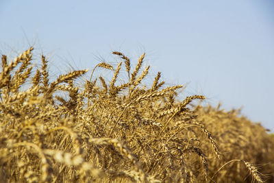 Close-up of wheat growing on field