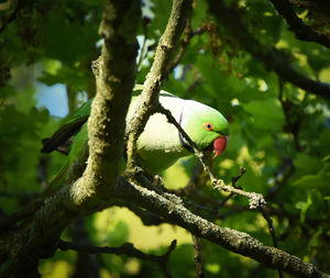 Close-up of a bird perching on branch