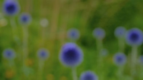 Close-up of purple flowering plants on field