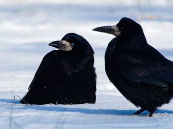 Black birds on a snow. the rook corvus frugilegus covered in snow