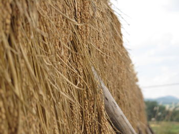 Close-up of hay bales in field