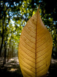 Close-up of leaf on tree trunk
