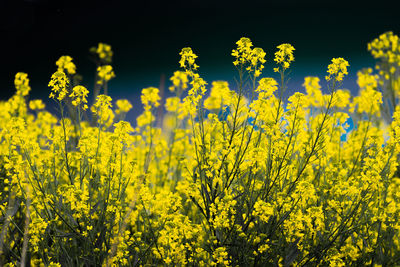 Yellow flowering plants in field