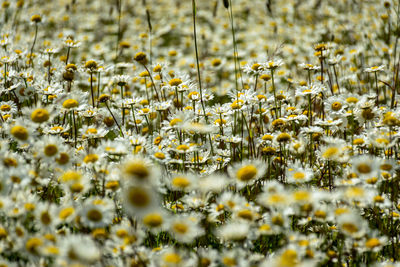 White daisy flower background, background wallpaper, field with daisies, summer time