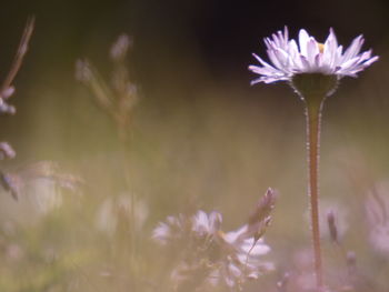 Close-up of purple flowering plant on field