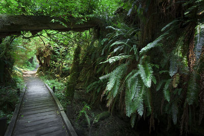 Footpath amidst trees in forest