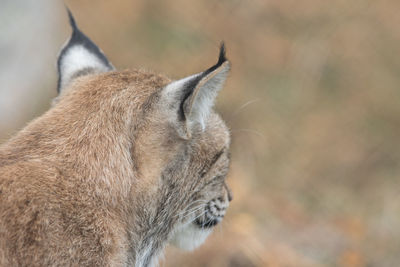 Close-up of cat